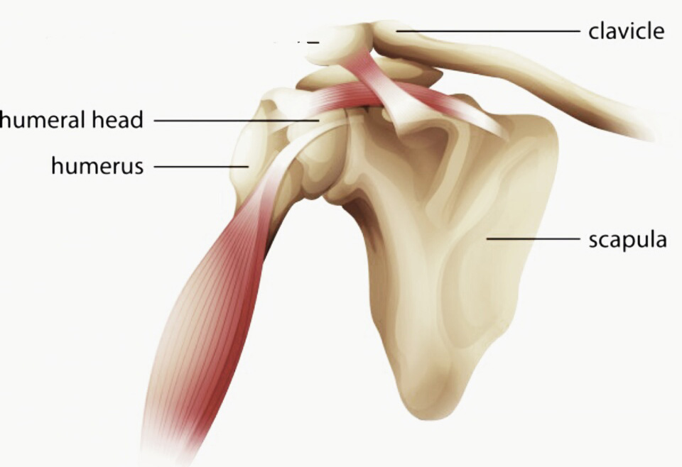 What Is Shoulder Osteoarthritis - Dr.S.Arumugam's Chennai Ortho
